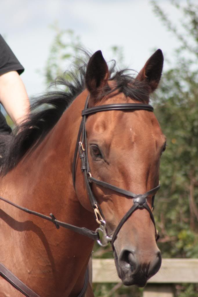 Fitting Grackle noseband